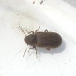 The Furniture Beetle - Anobium punctatum