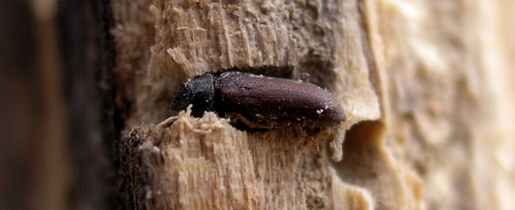 Woodworm Beetle, Types of Wood Beetles - Heritage Timber Care